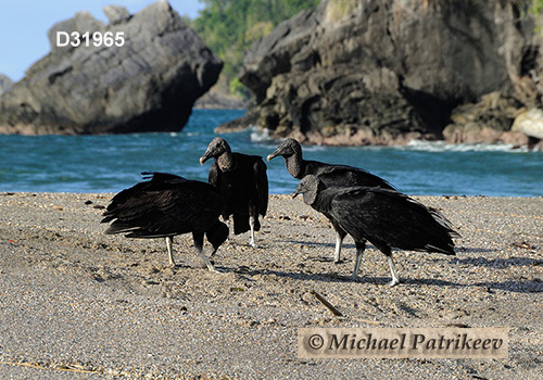 American Black Vulture (Coragyps atratus)